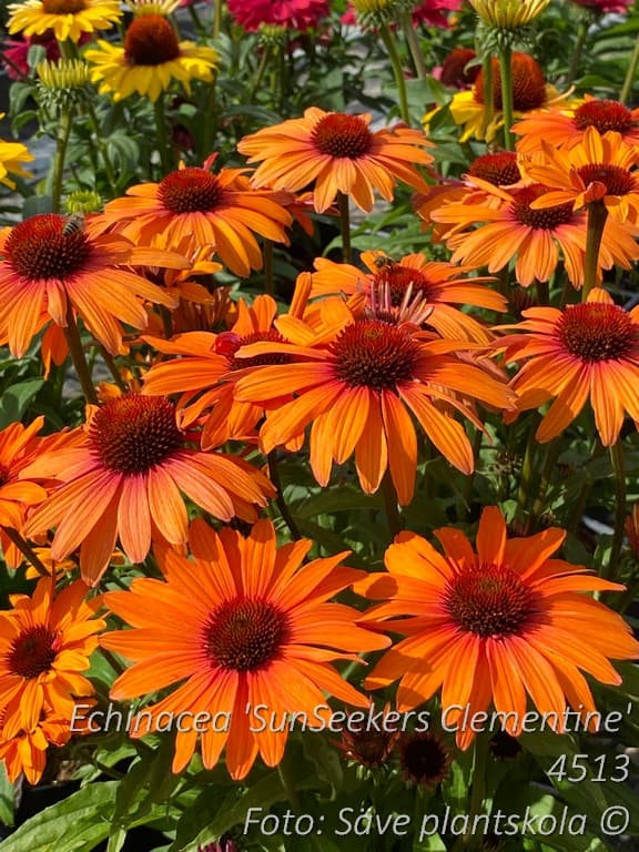 Echinacea 'SunSeekers Clementine'