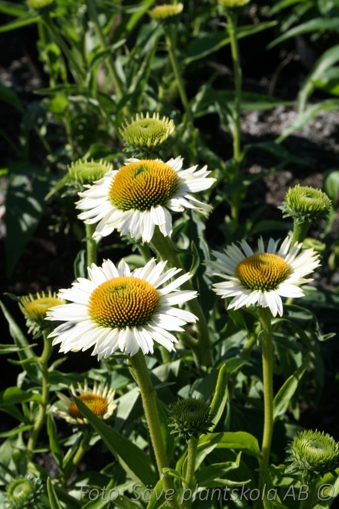 Echinacea  'White Meditation' (PBR)