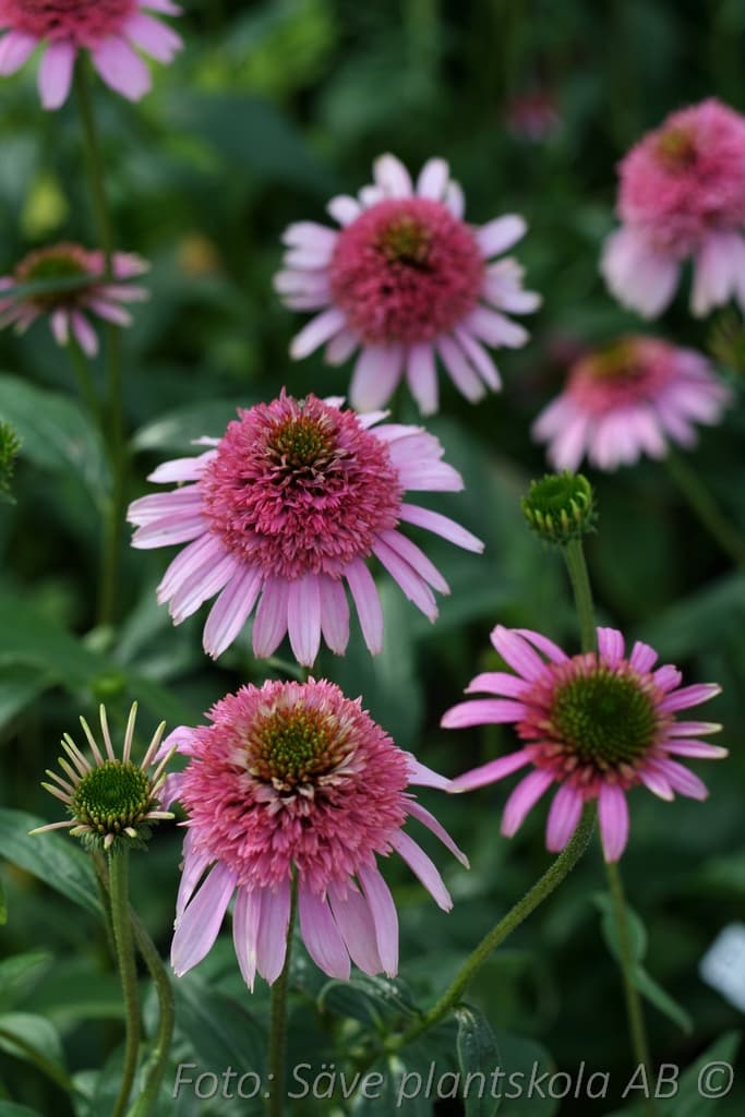 Echinacea 'Pink Sorbet' (PBR)