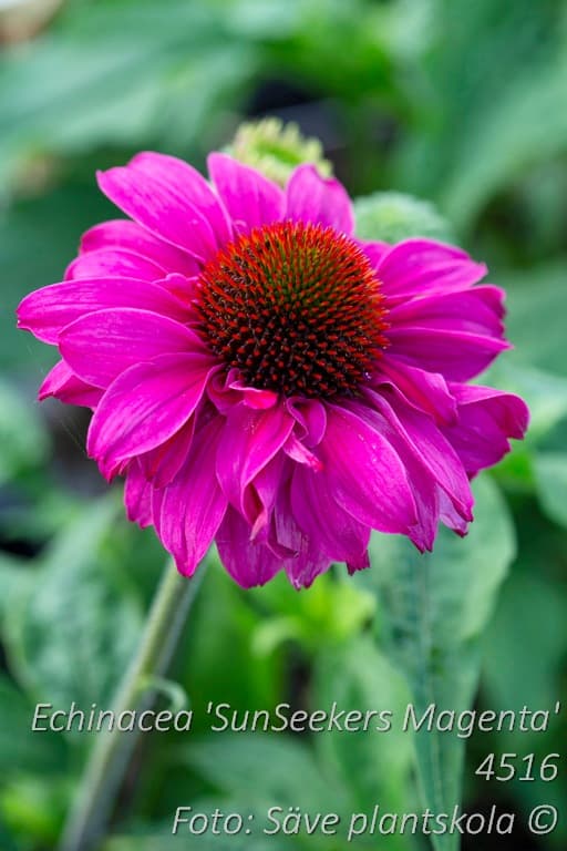 Echinacea 'SunSeekers Magenta' (PBR)