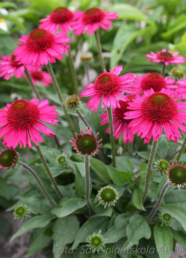 Echinacea 'Delicious Candy' (PBR)