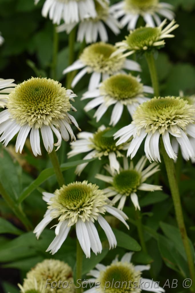 Echinacea 'Delicious Nougat'