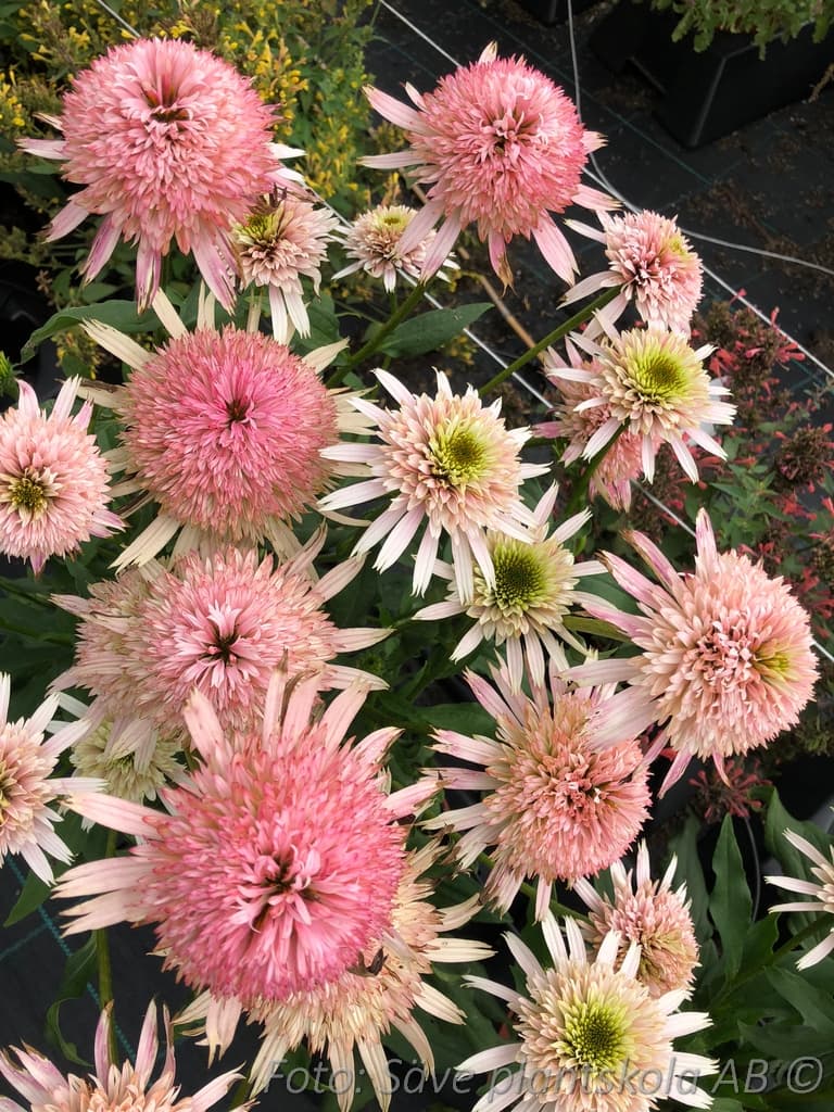 Echinacea  'Cherry Fluff'