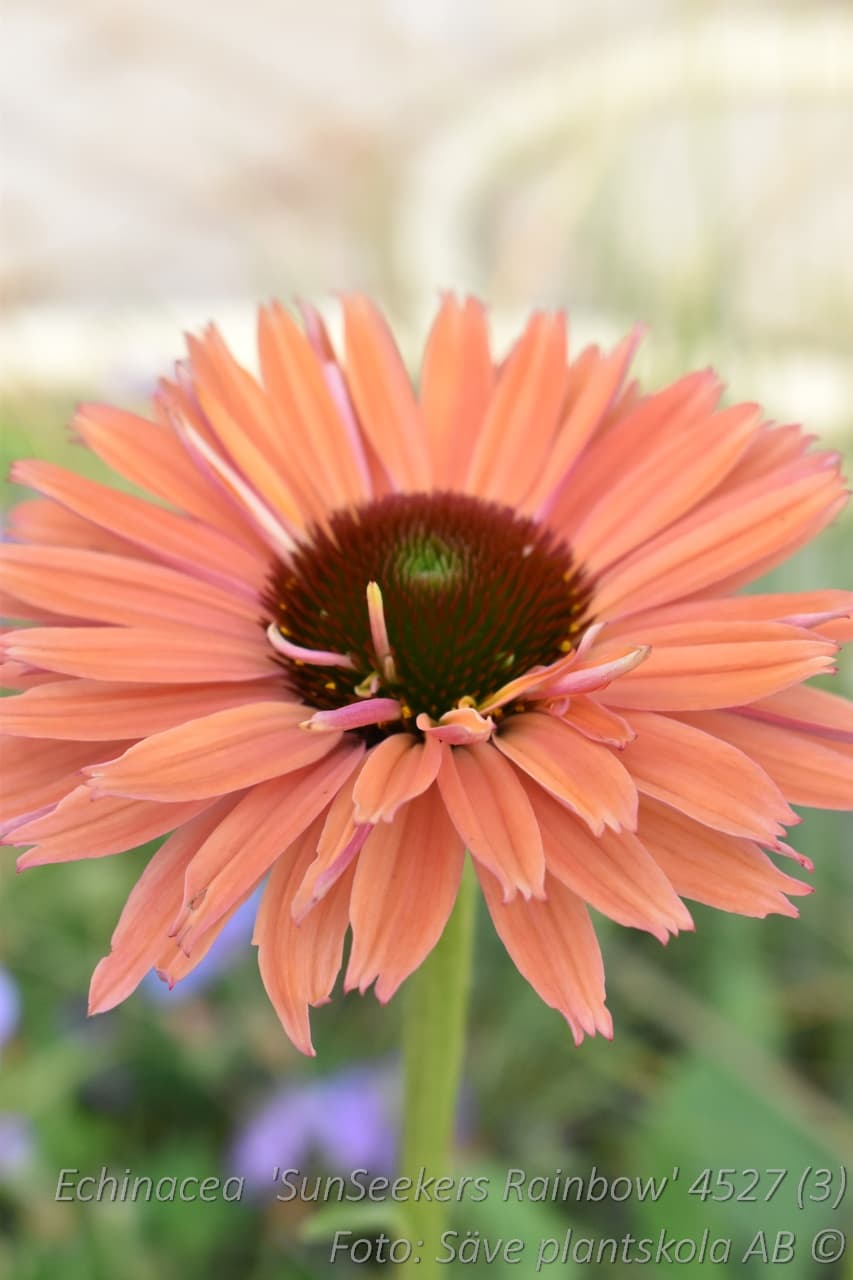 Echinacea 'SunSeekers Rainbow' (PBR)
