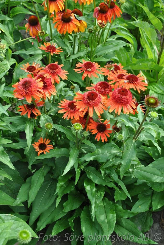 Echinacea  'Carrot Cake'