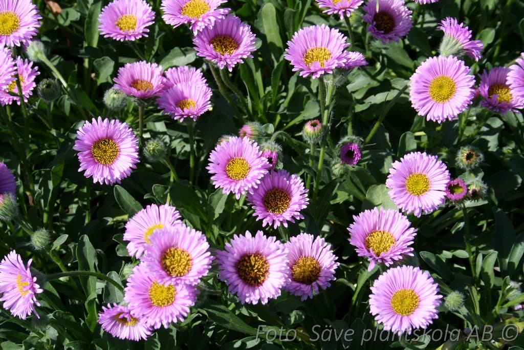 Erigeron glaucus 'Four Winds'