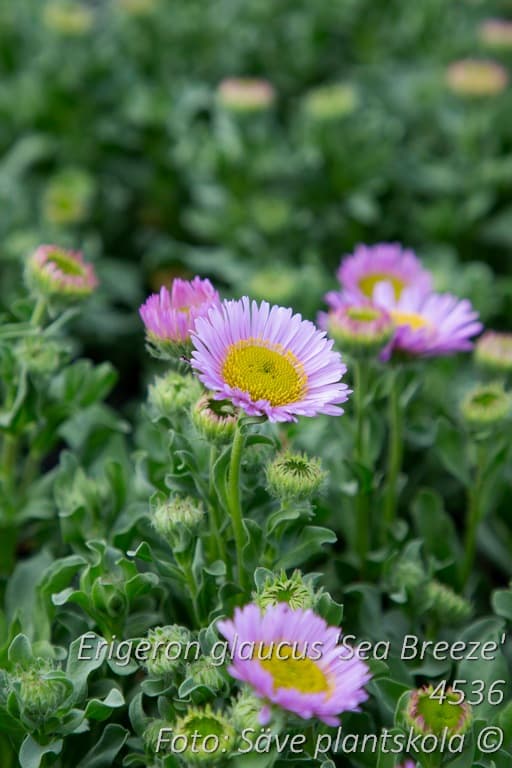 Erigeron glaucus  'Sea Breeze'