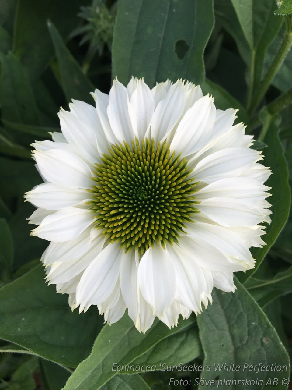 Echinacea 'SunSeekers White Perfection' (PBR)