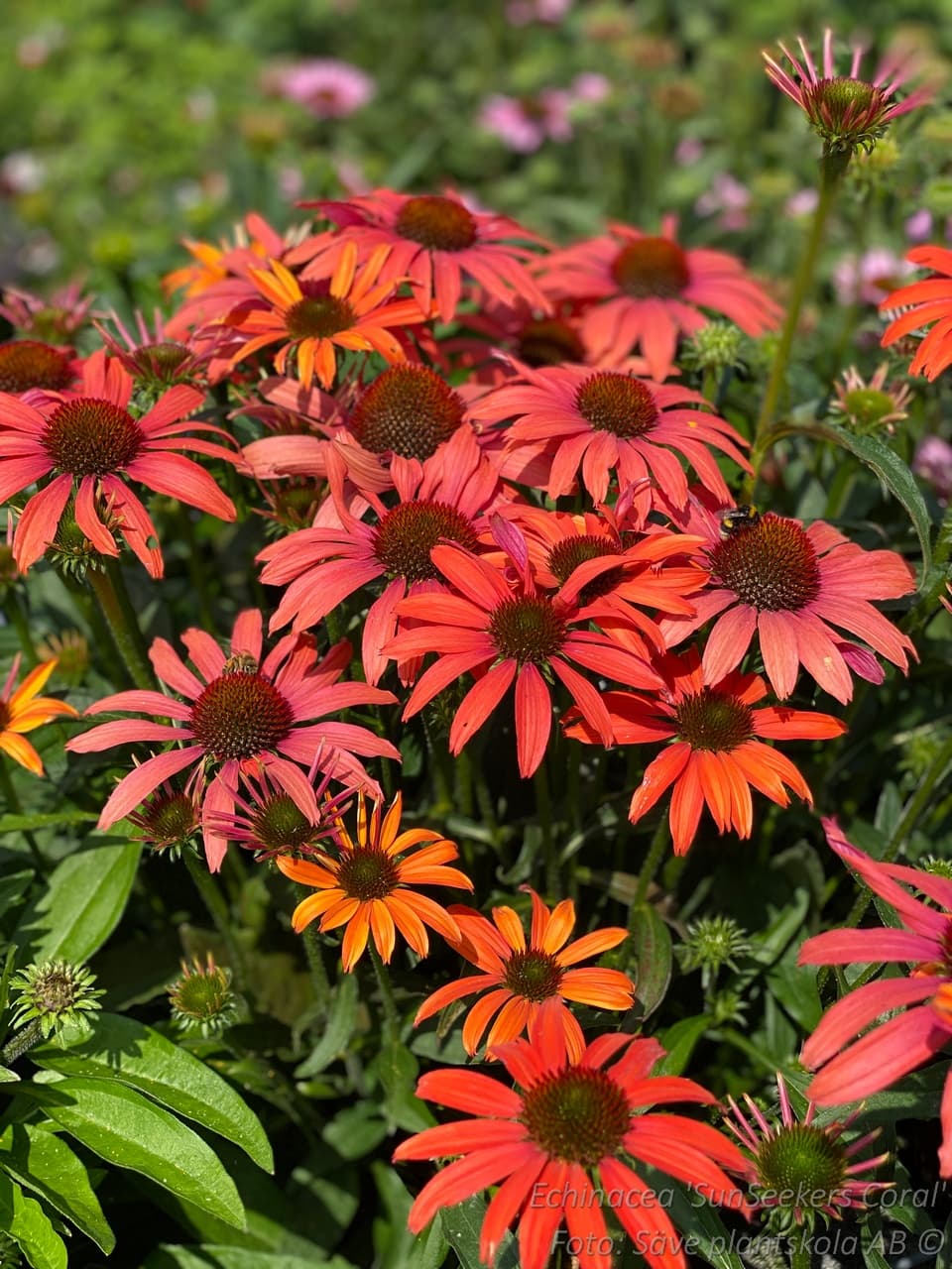 Echinacea 'SunSeekers Coral' (PBR)