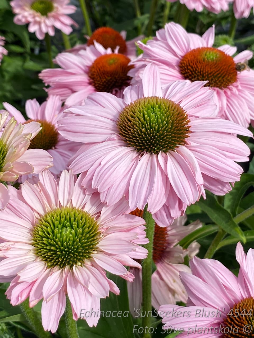 Echinacea 'SunSeekers Blush' (PBR)