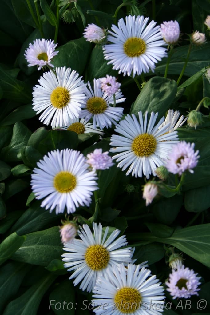 Erigeron glaucus 'Fru Frida Lindström' GK ®