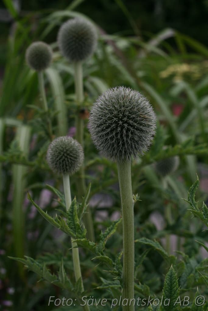 Echinops bannaticus 'Albus'