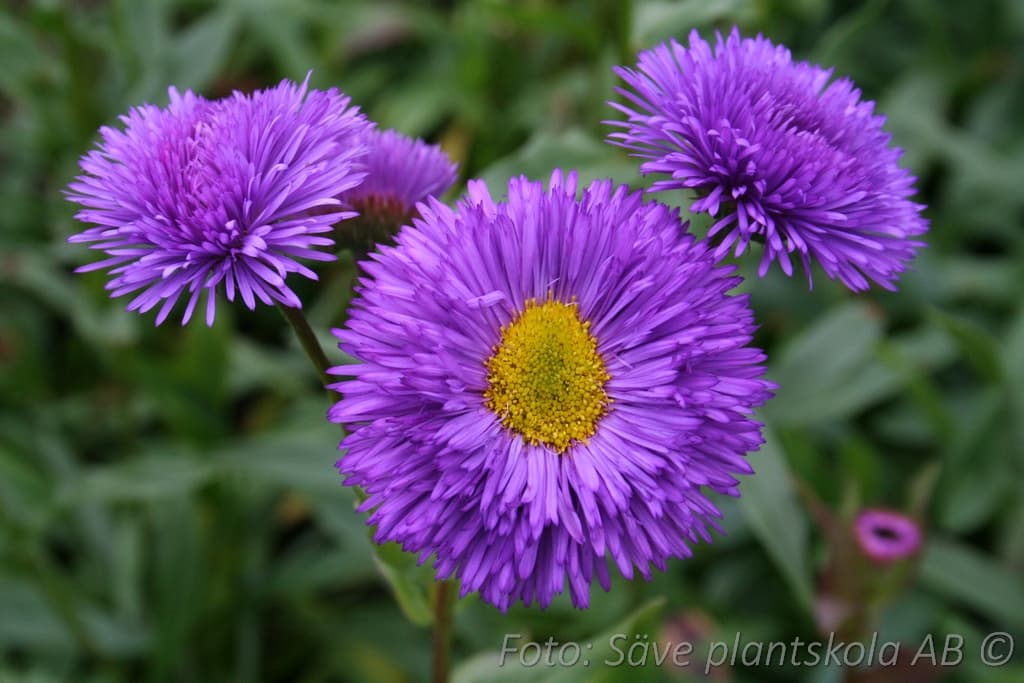 Erigeron 'Schwarzes Meer'
