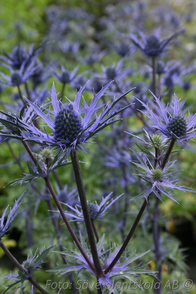 Eryngium 'Lapis Blue'