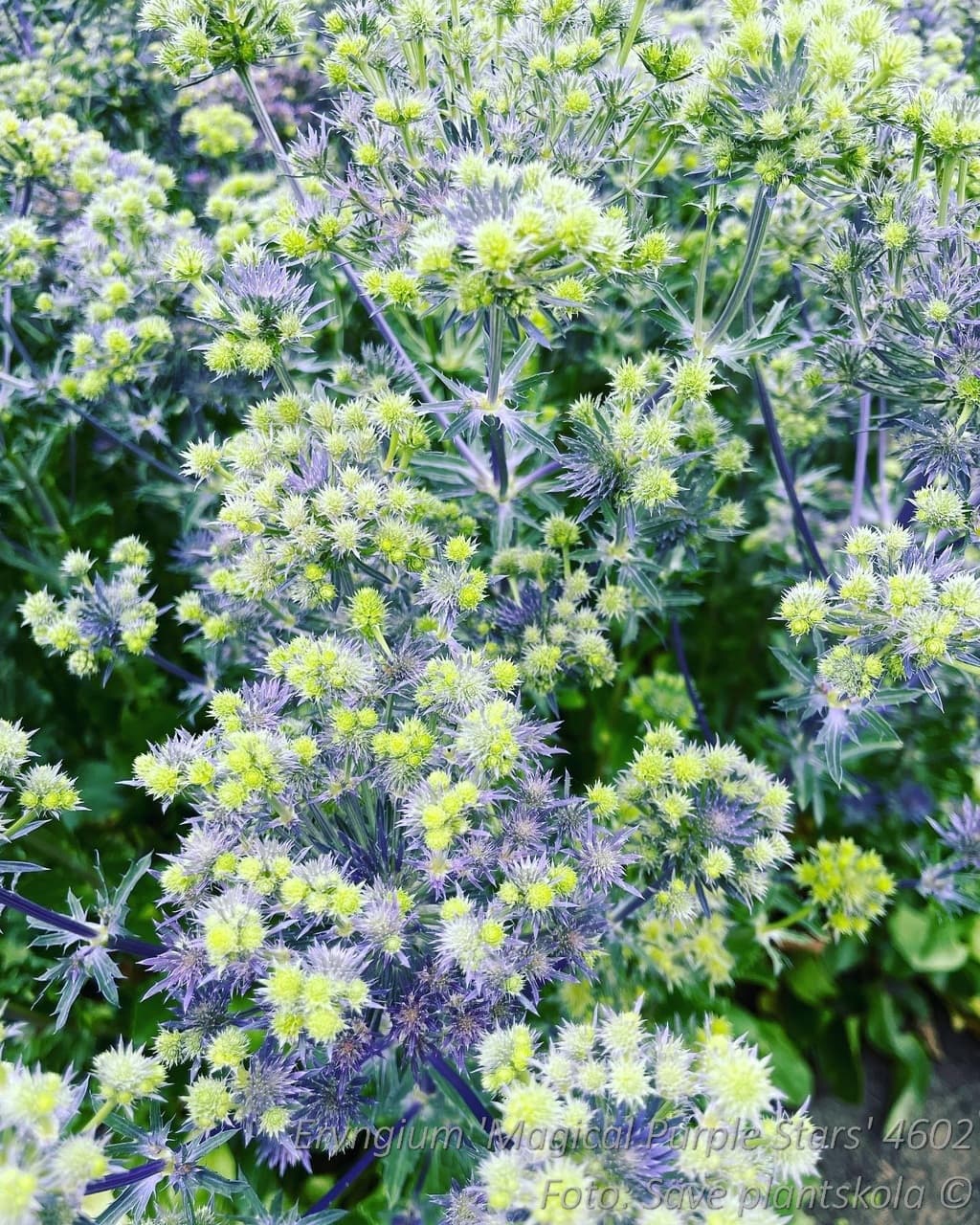 Eryngium 'Magical Purple Stars'