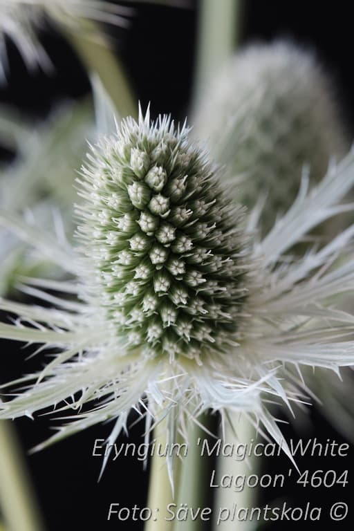 Eryngium 'Magical White Lagoon' (PBR)