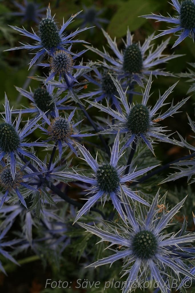 Eryngium zabelii 'Big Blue' (PBR)