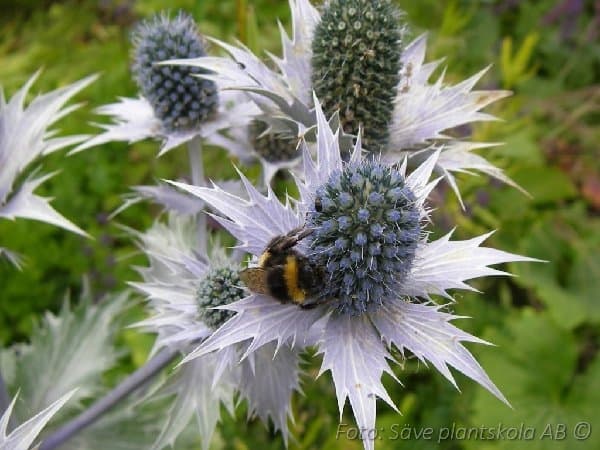 Eryngium bourgatii