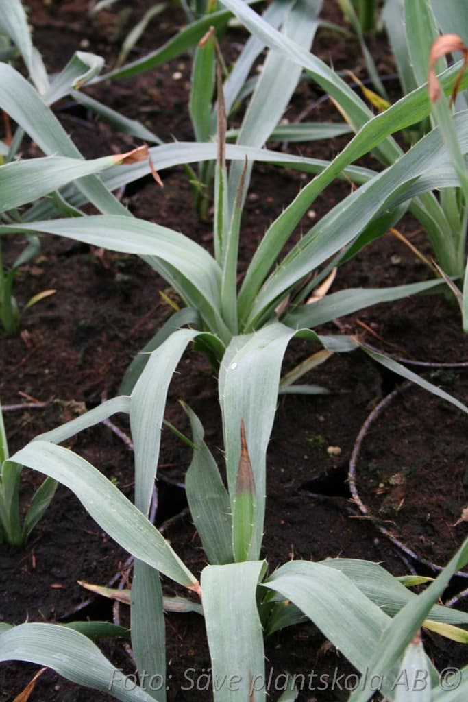 Eryngium yuccifolium