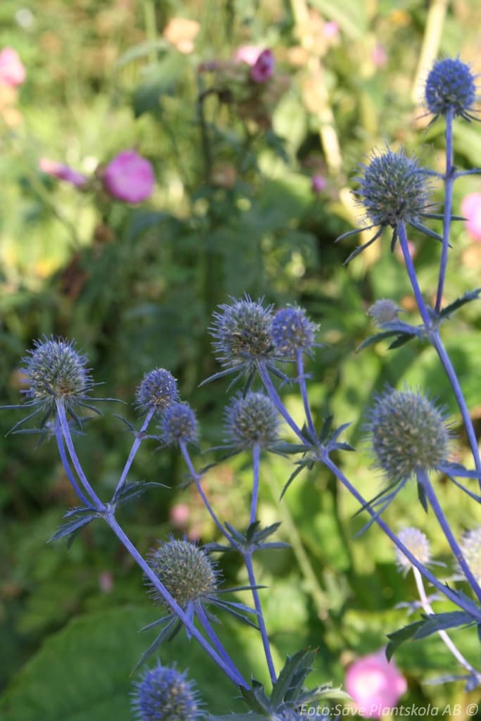 Eryngium planum 'Blaukappe'