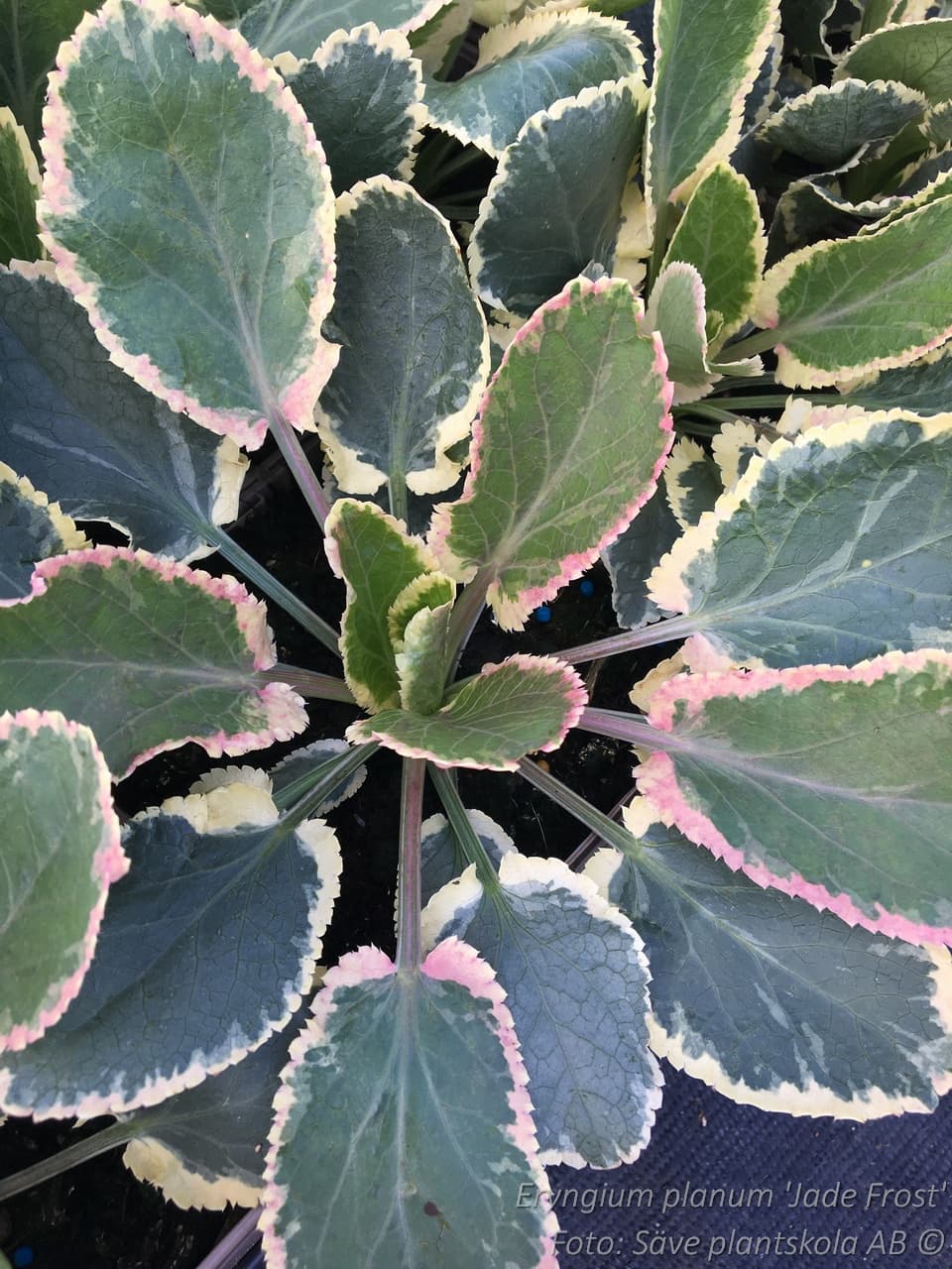 Eryngium planum 'Jade Frost' (PBR)