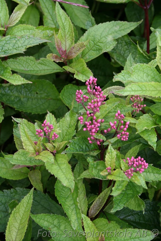 Eutrochium dubium 'Baby Joe' (PBR)