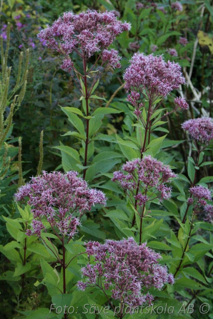 Eutrochium maculatum 'Atropurpureum'