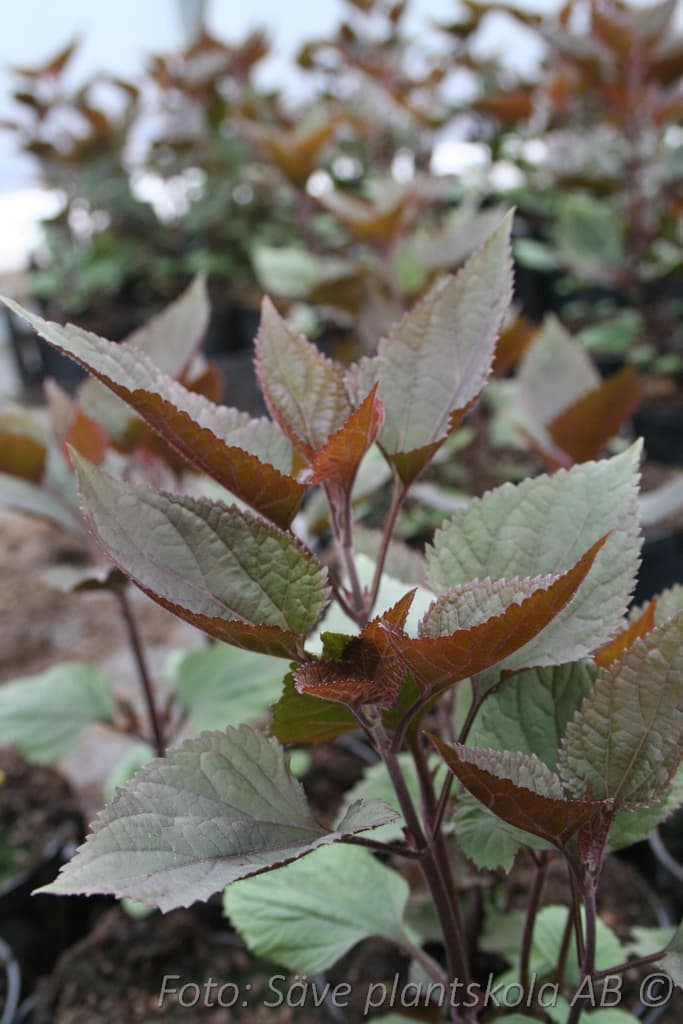 Ageratina altissima 'Chocolate'