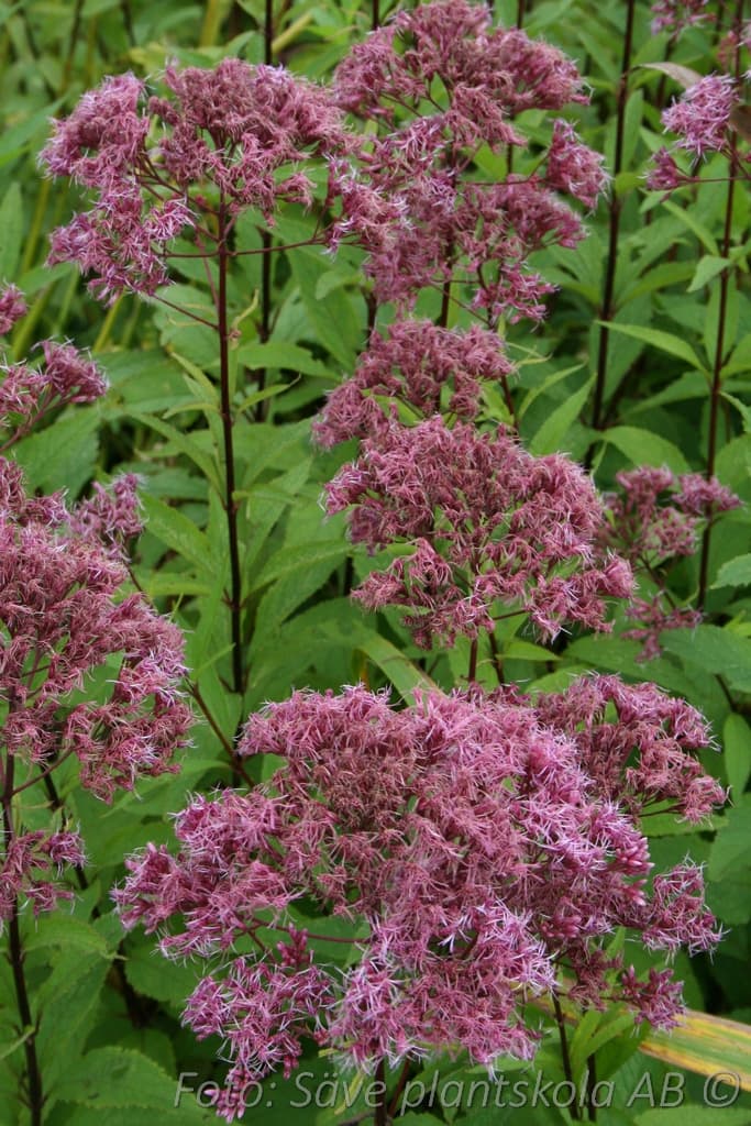 Eutrochium maculatum 'Purple Bush'