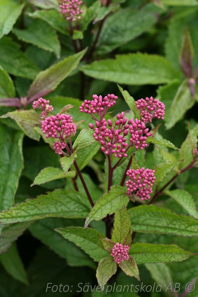 Eutrochium maculatum 'Red Dwarf'