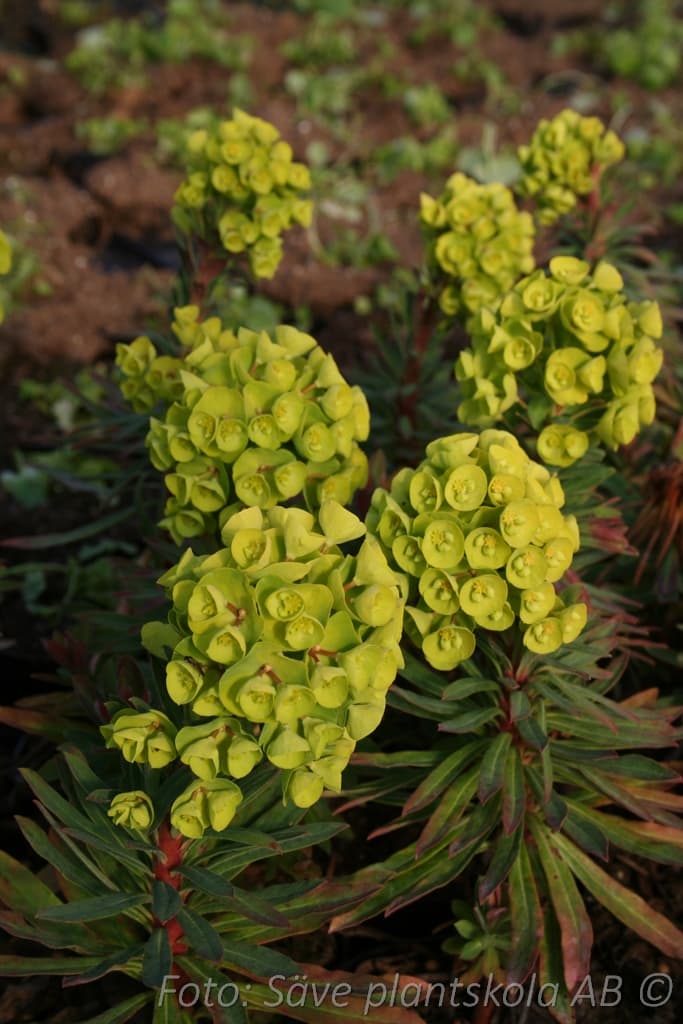 Euphorbia amygdaloides 'Purpurea'