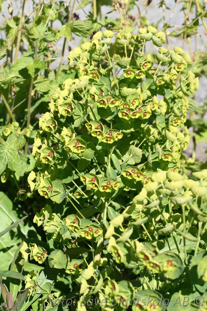 Euphorbia martinii
