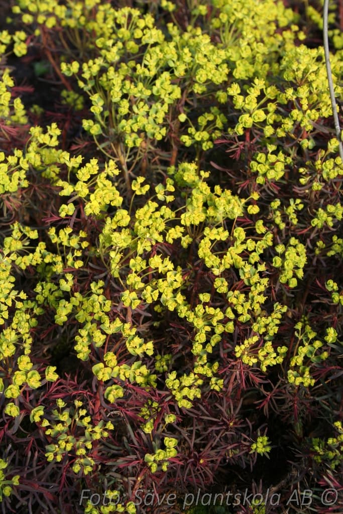 Euphorbia cyparissias  'Clarice Howard'