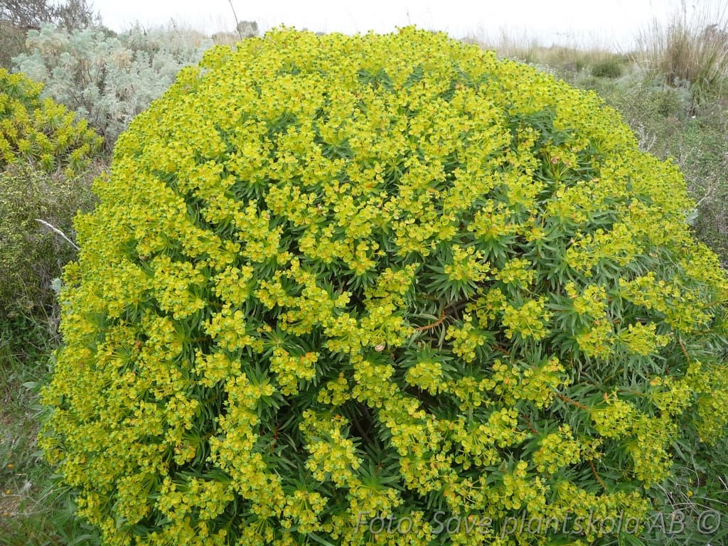 Euphorbia palustris