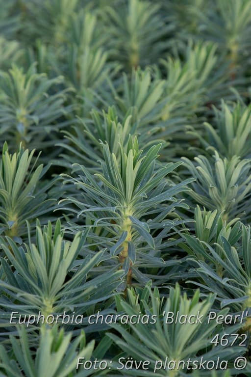 Euphorbia characias 'Black Pearl'