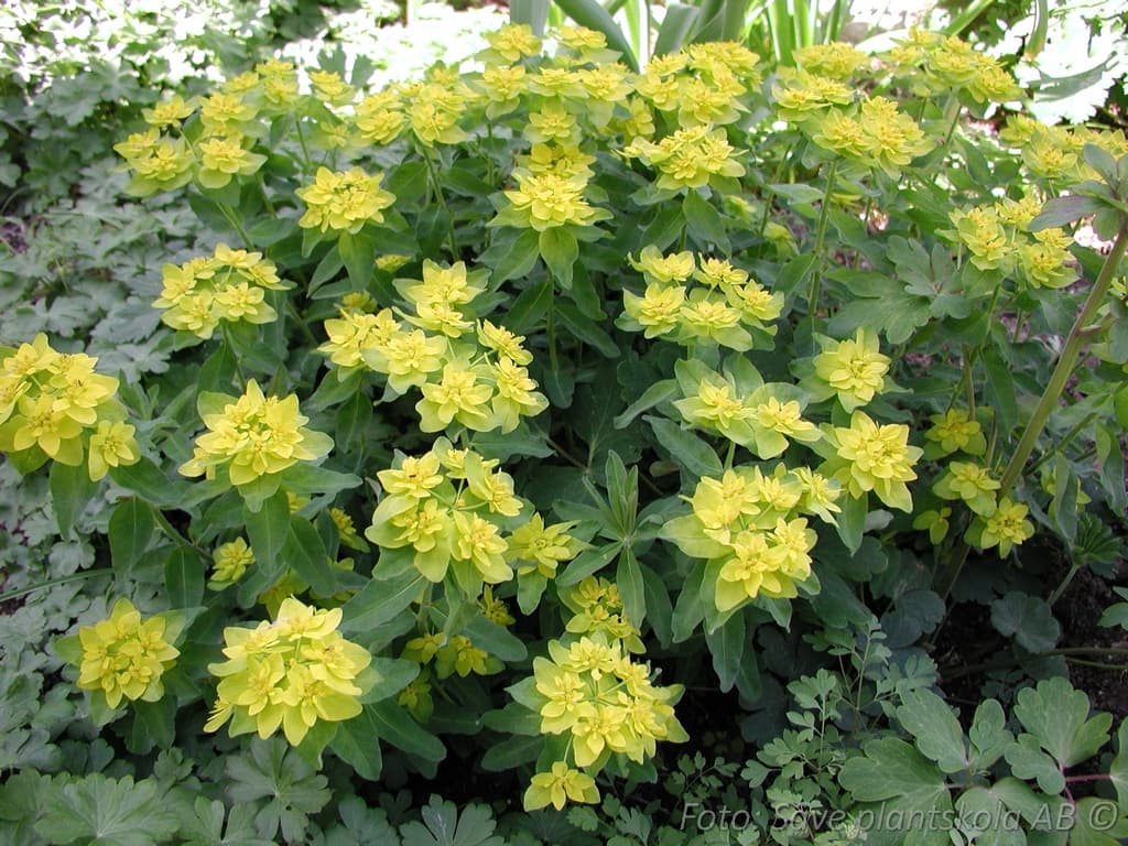 Euphorbia epithymoides