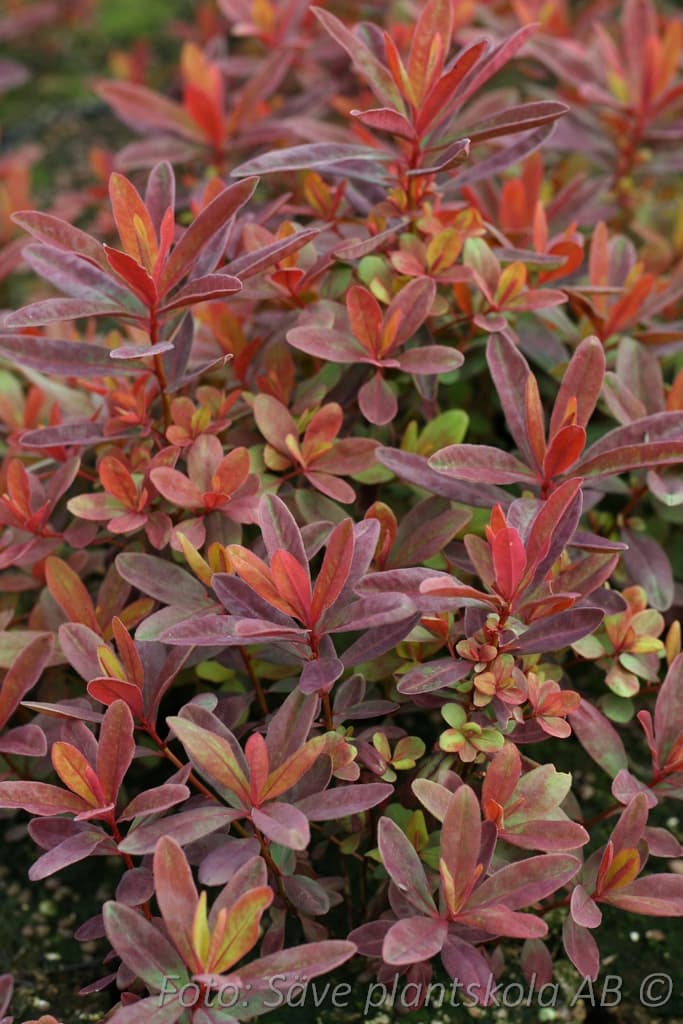 Euphorbia epithymoides 'Bonfire' (PBR)