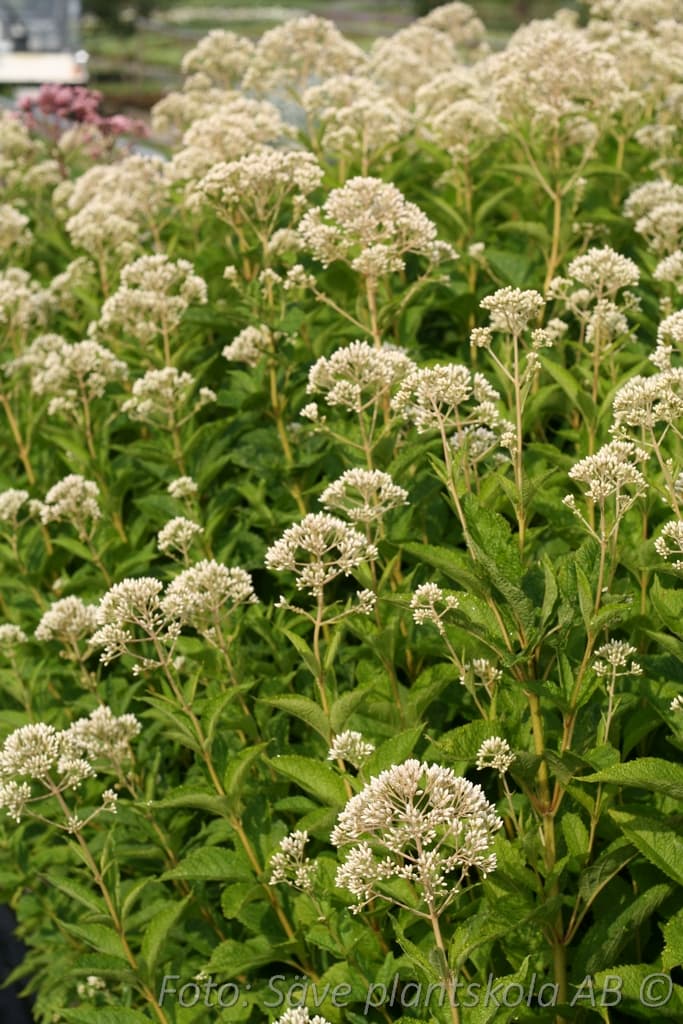 Eutrochium maculatum 'Snowball' (PBR)