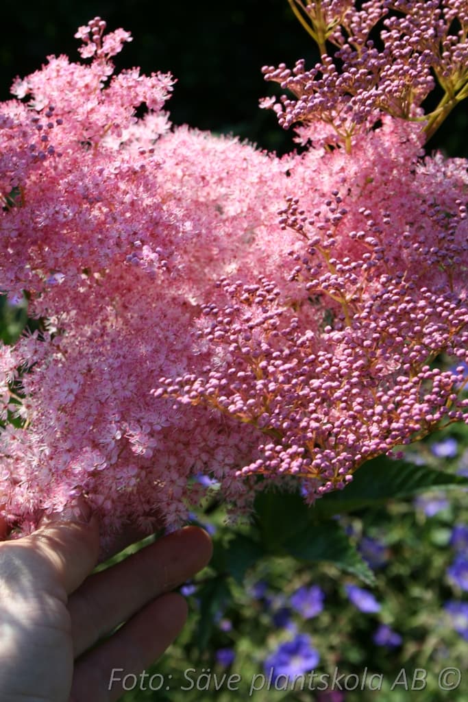 Filipendula purpurea  'Elegans'