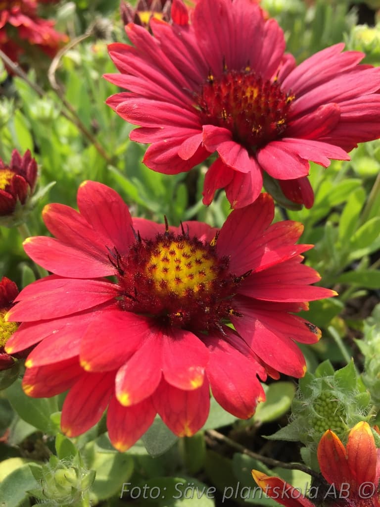 Gaillardia aristata 'Arizona Red Shades'