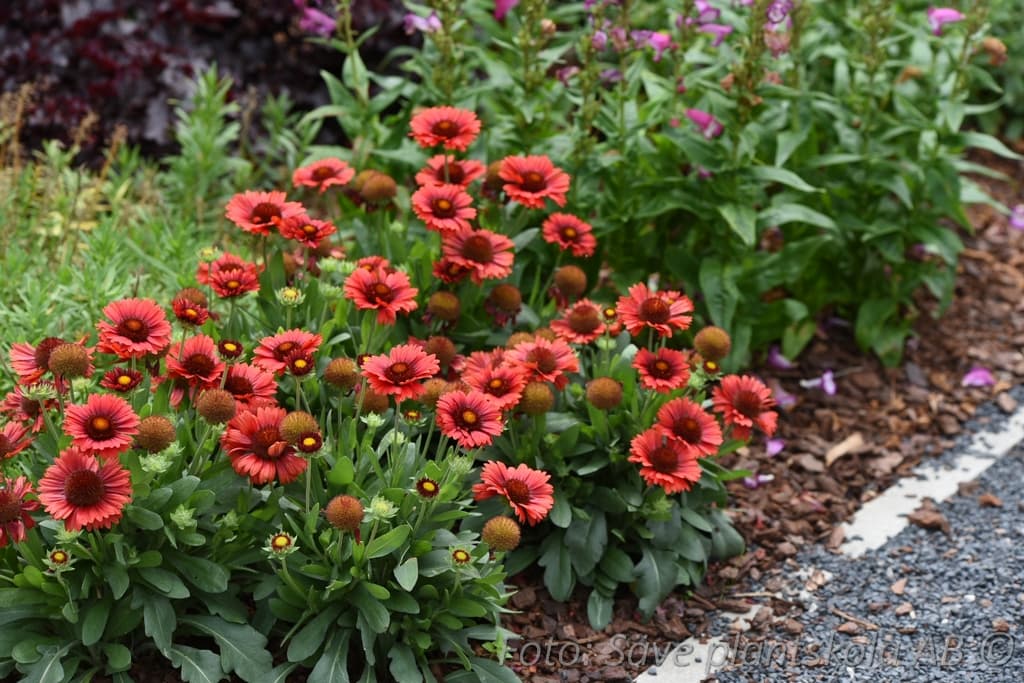Gaillardia aristata 'Spintop Red'
