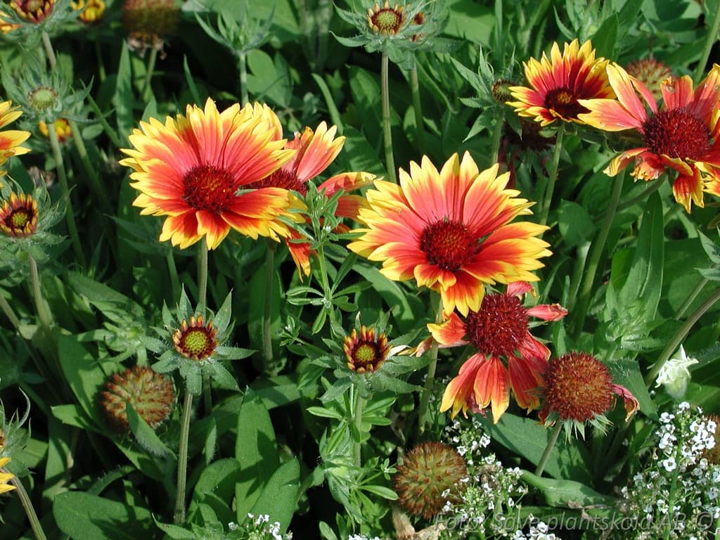Gaillardia aristata 'Kobold'