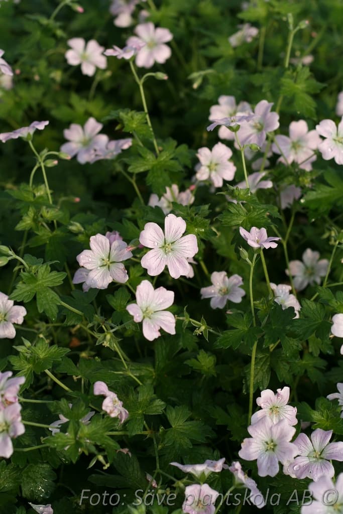 Geranium  'Dreamland' (PBR)