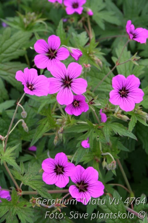 Geranium 'Matu Vu'
