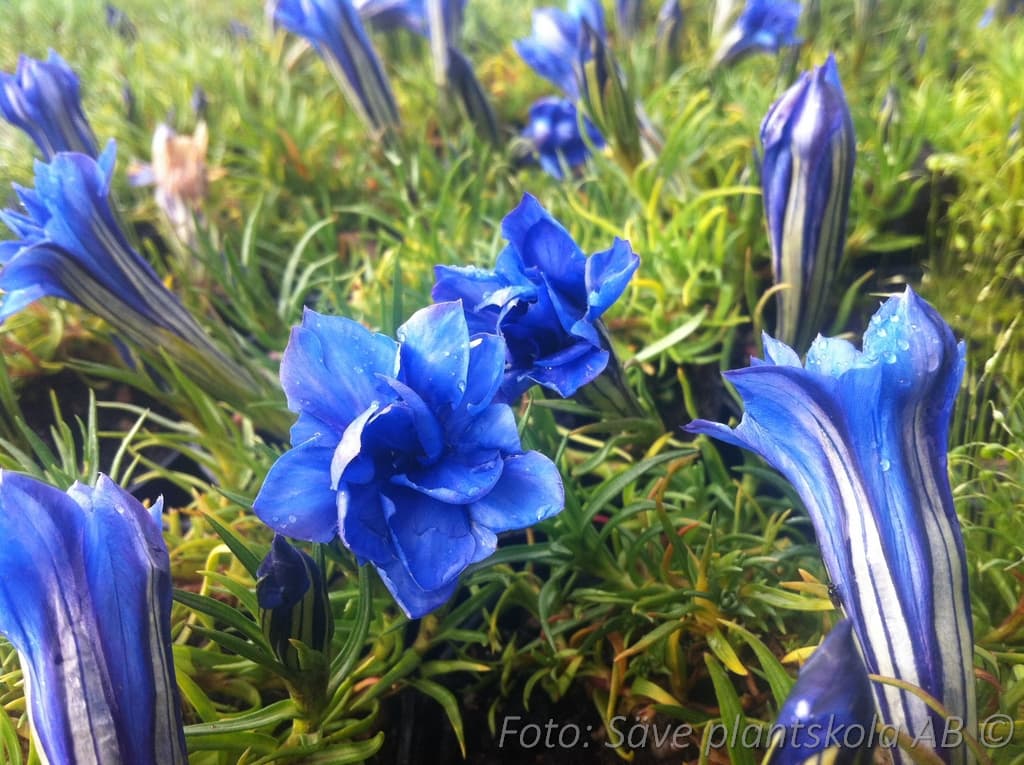 Gentiana sinoornata 'Eugen's Allerbester'