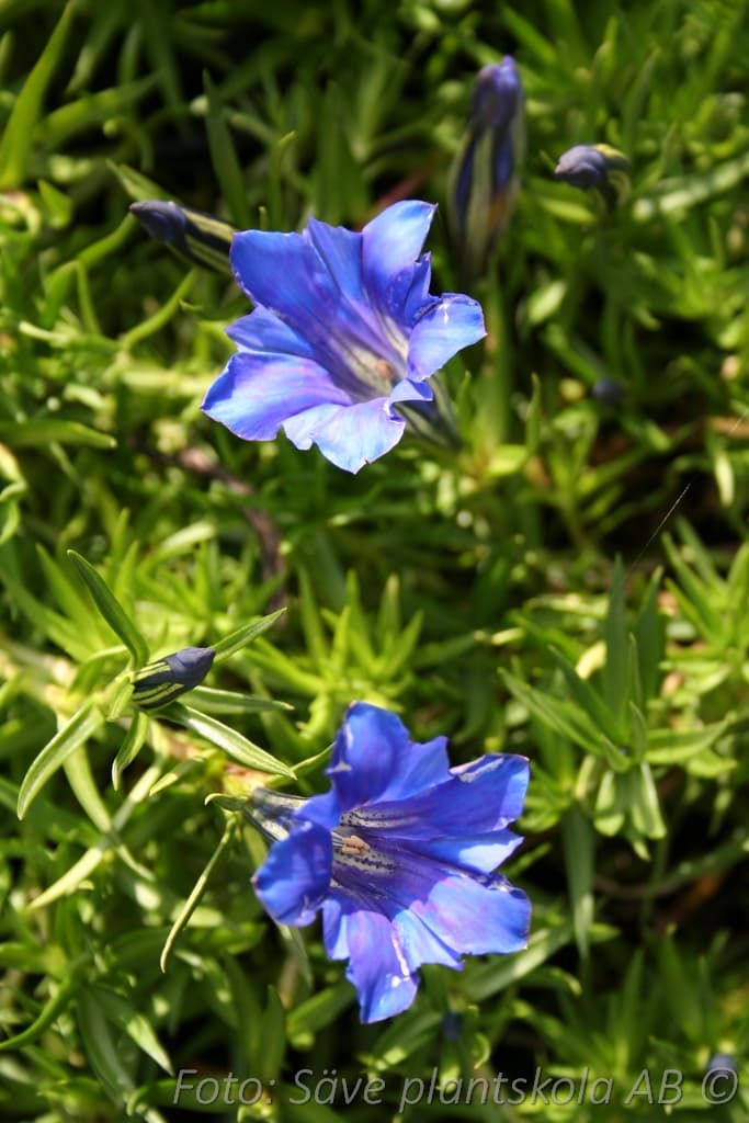 Gentiana sinoornata 'Wells's Variety'