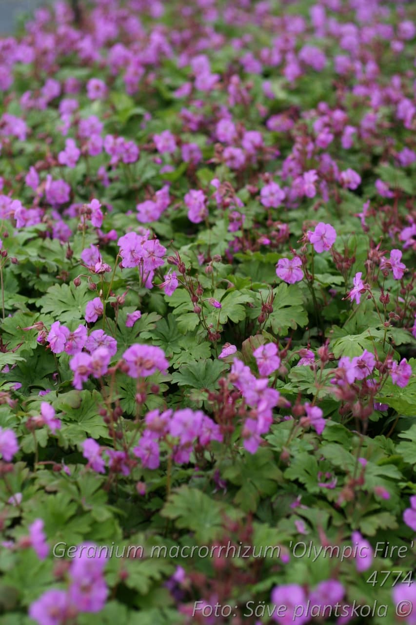 Geranium macrorrhizum 'Olympic Fire'