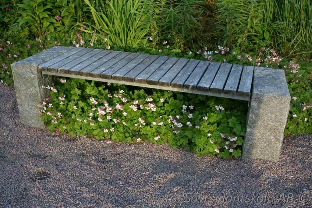 Geranium cantabrigiense  'Biokovo'