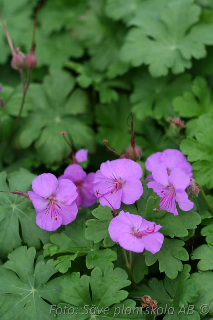 Geranium cantabrigiense 'Karmina'