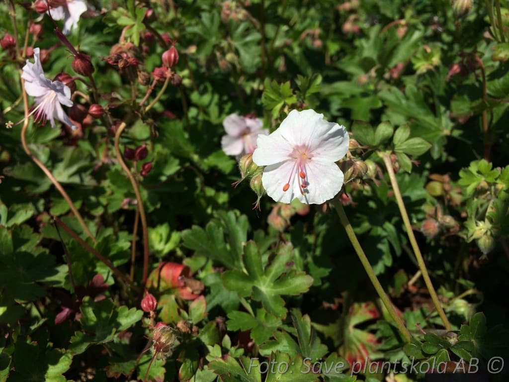 Geranium cantabrigiense  'St Ola'